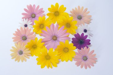 pembe ve sarı papatyalar