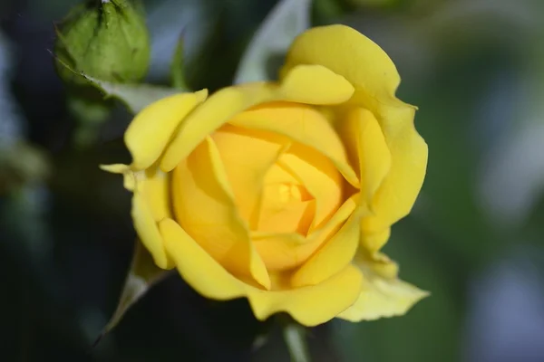 Primo piano di una rosa gialla — Foto Stock