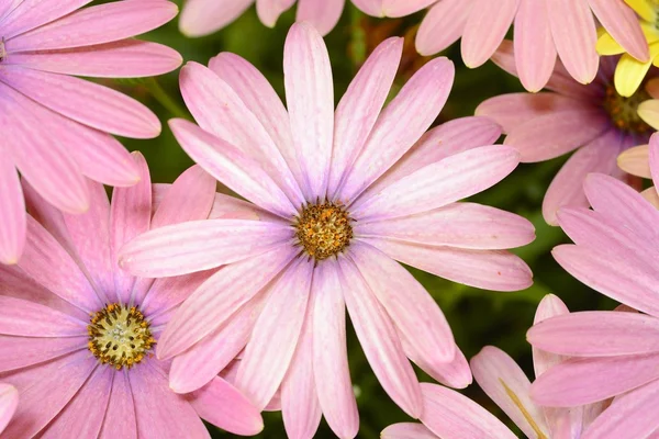 Pink and yellow daisies — Stock Photo, Image