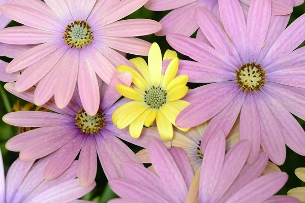 Pink and yellow daisies — Stock Photo, Image