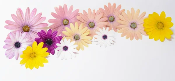 Pink and yellow daisies — Stock Photo, Image