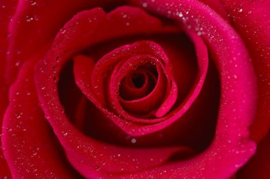 Kırmızı gül makrosu