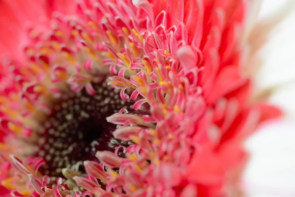 Gerbera sfondo — Foto Stock