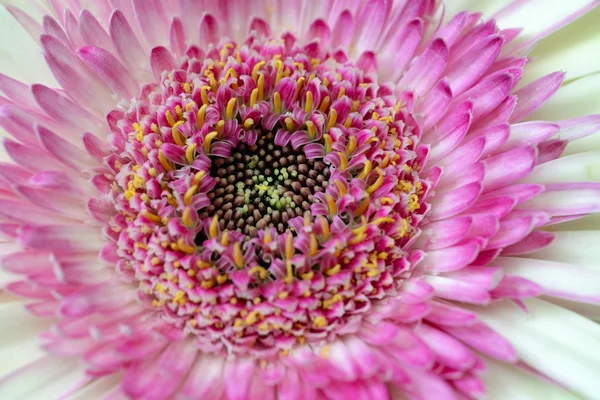 Gerbera sfondo — Foto Stock