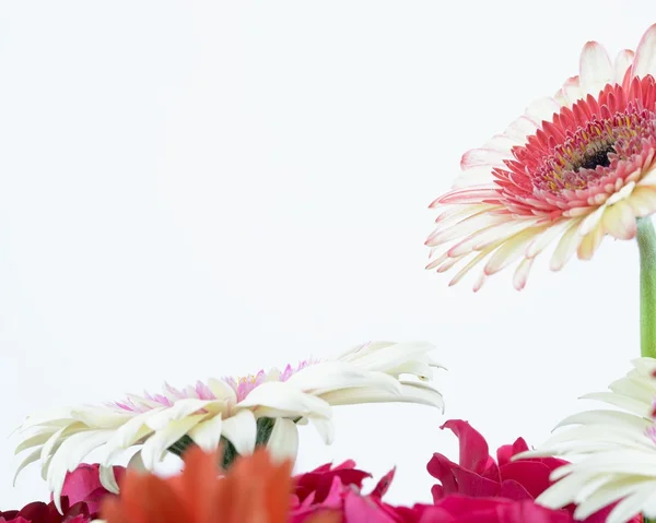 Gerbera flores fondo —  Fotos de Stock