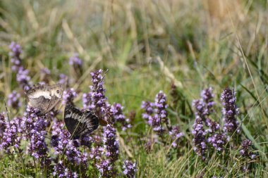 Çayırlar ve kelebek