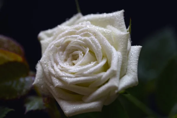 Rosas brancas em fundo preto — Fotografia de Stock