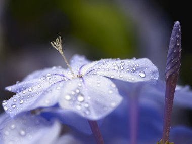 Mavi çiçekler ve su damlaları