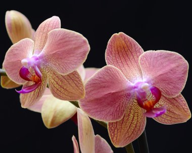 pembe orkide