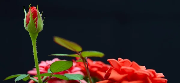 Rosas rojas sobre fondo negro —  Fotos de Stock