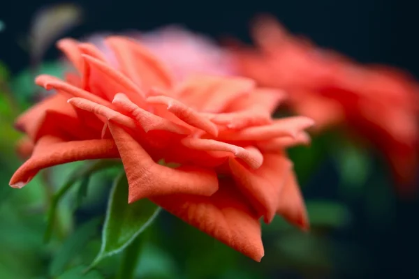 Rosas vermelhas no fundo preto — Fotografia de Stock