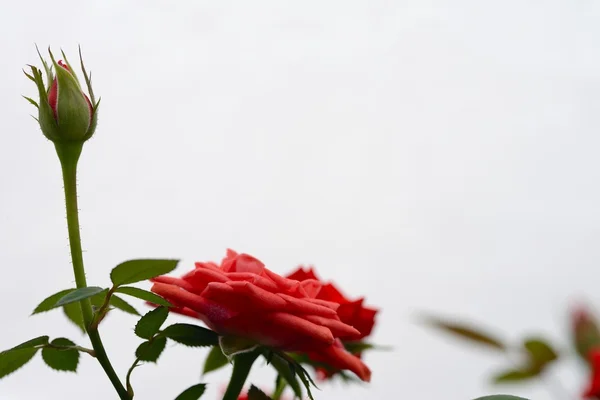 Red rose — Stock Photo, Image