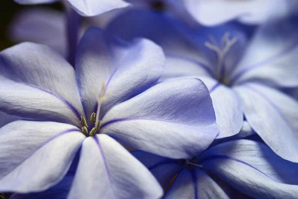 Blue flowers on black background — Stock Photo, Image