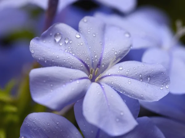 Flores azuis e gotas de água — Fotografia de Stock