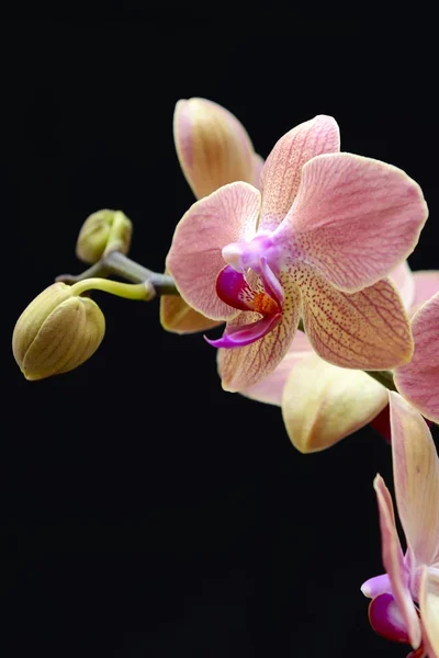 Roze orchideeën — Stockfoto