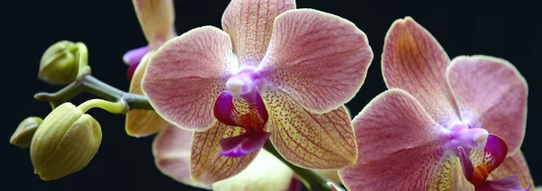 Roze orchideeën — Stockfoto