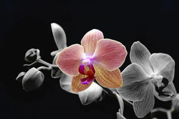 Roze orchideeën — Stockfoto