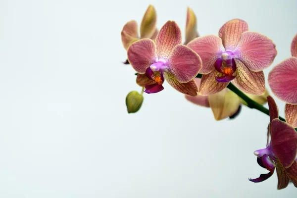 Orchidées roses — Photo