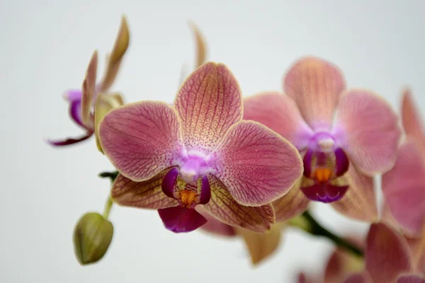 Roze orchideeën — Stockfoto