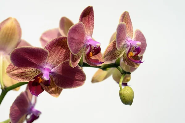 Розовые орхидеи — стоковое фото