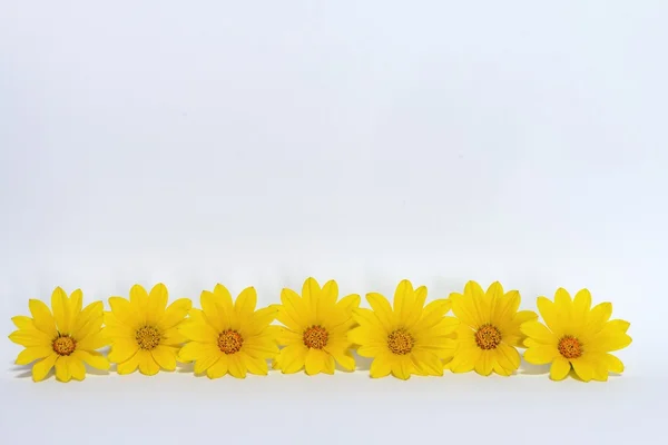 Margaridas amarelas — Fotografia de Stock