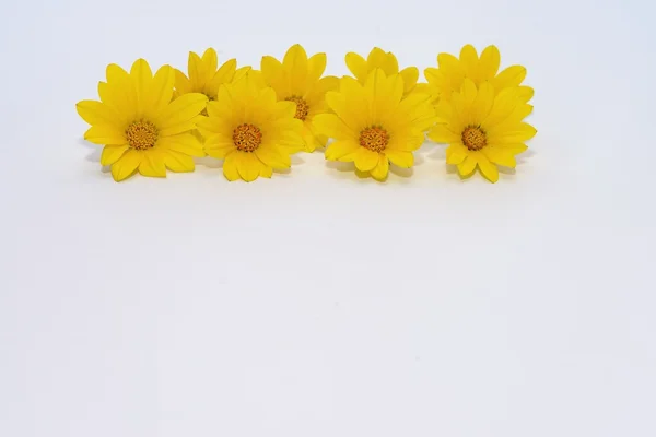 Yellow daisies — Stock Photo, Image