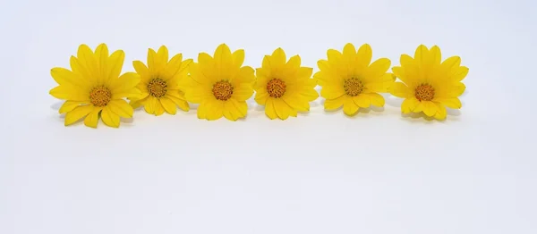 Κίτρινες μαργαρίτες — Φωτογραφία Αρχείου