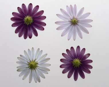 White and purple daisies clipart