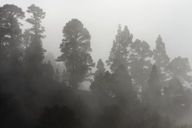 Mist covering the pine trees of a mountain clipart