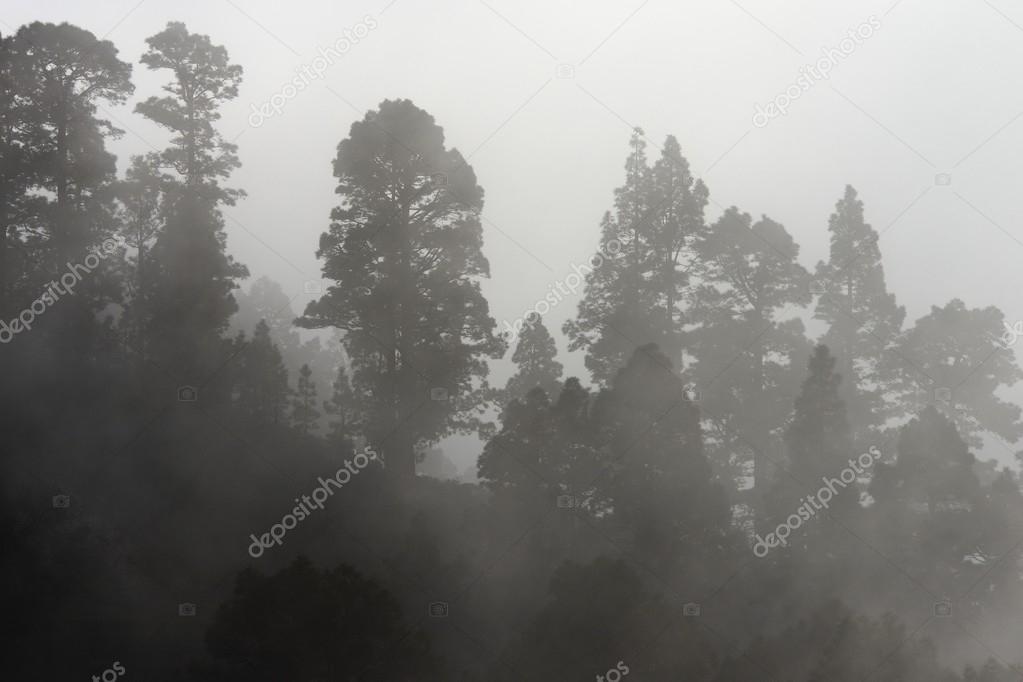 Mist covering the pine trees of a mountain