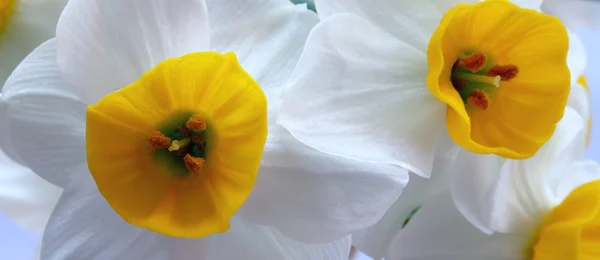 Flores brancas e amarelas — Fotografia de Stock