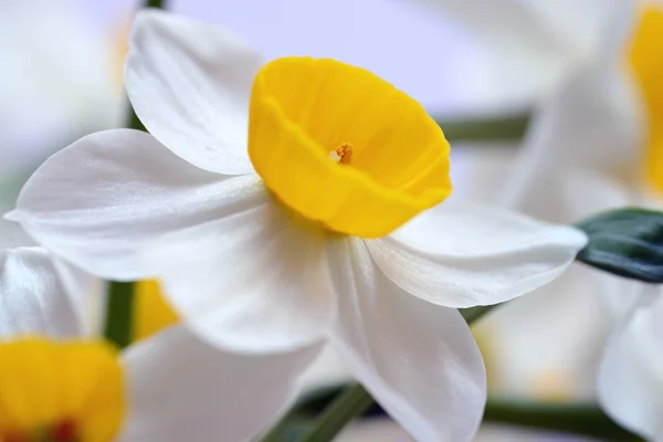 白と黄色の花 — ストック写真