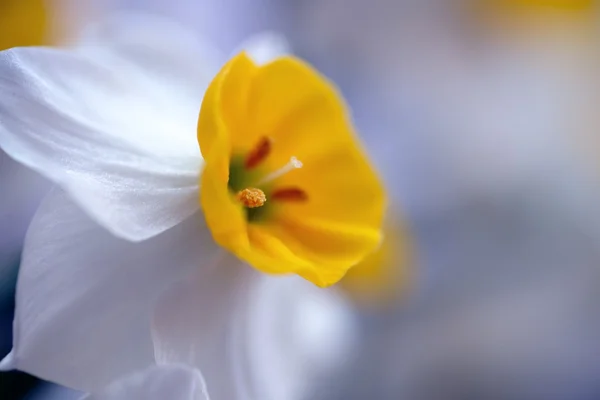 Flores brancas e amarelas — Fotografia de Stock