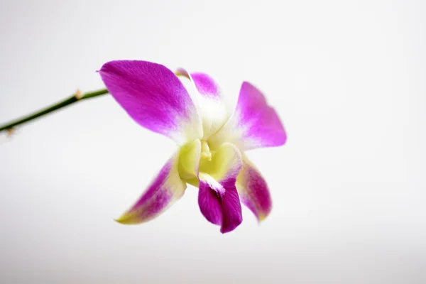 Witte en paarse orchid — Stockfoto