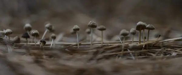 Ciuperci în pădure — Fotografie, imagine de stoc