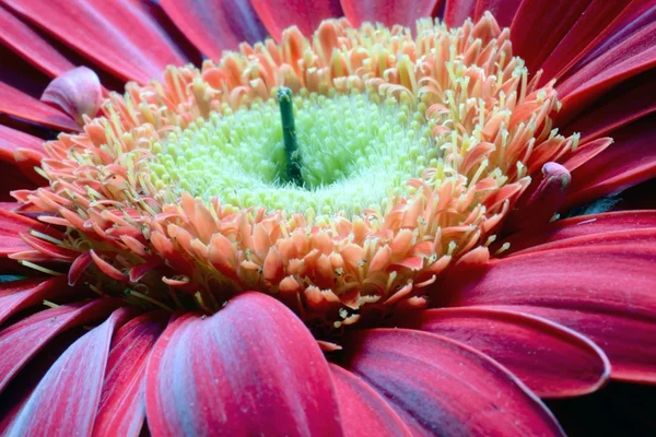 Flor de gerber —  Fotos de Stock