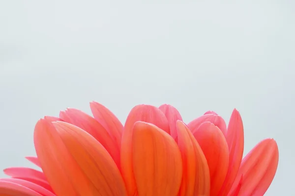 Pink petals — Stock Photo, Image