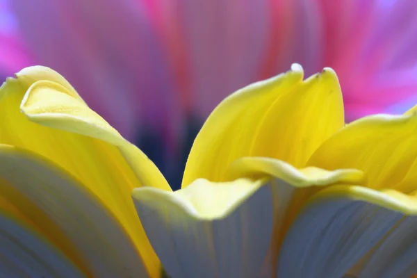 Yellow petals — Stock Photo, Image