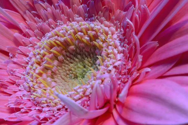 Gerber blomma — Stockfoto