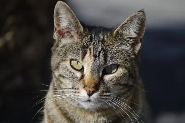 Kočka portrét Stock Snímky