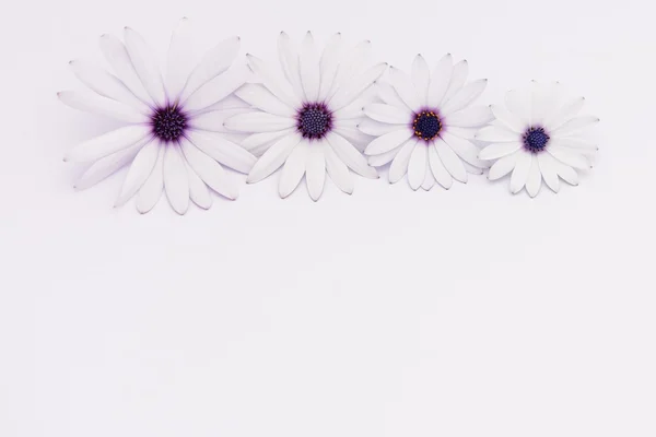 White and purple daisies panorama — Stock Photo, Image