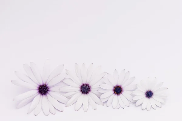 White and purple daisies panorama — Stock Photo, Image