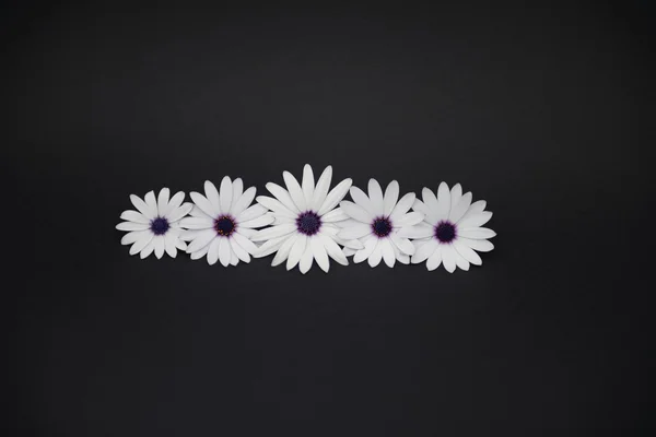 Λευκό και μοβ μαργαρίτες σε μαύρο φόντο — Φωτογραφία Αρχείου