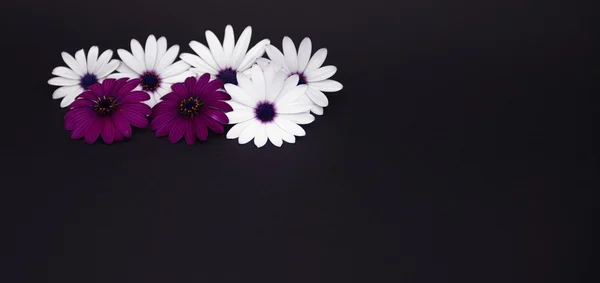 White and purple daisies on black background — Stock Photo, Image