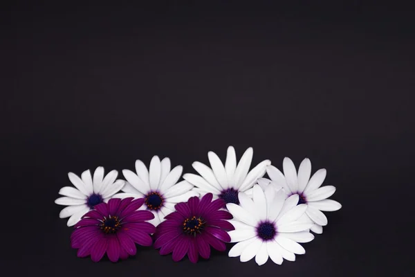 Margaritas blancas y moradas sobre fondo negro — Foto de Stock