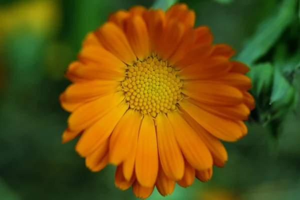 Orange daisy — Stock Photo, Image