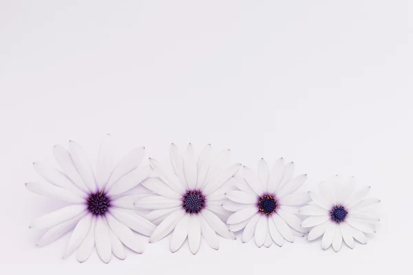 白と紫のデイジーのパノラマ ストック写真