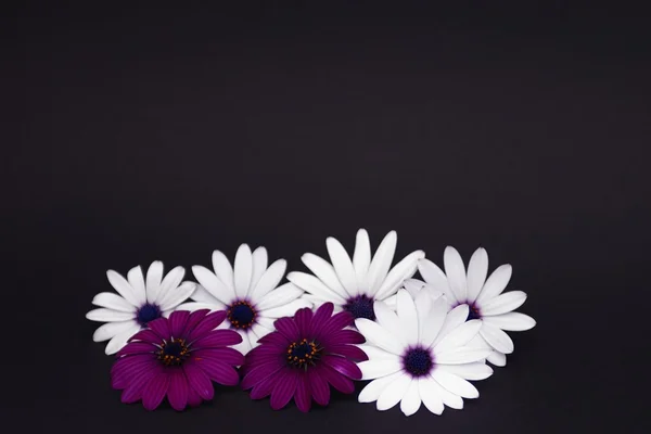 黒の背景に白と紫のデイジー ロイヤリティフリーのストック写真