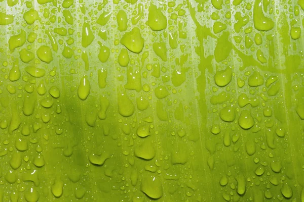 Textura de hojas y gotas de lluvia —  Fotos de Stock