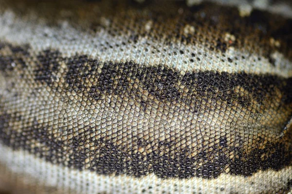 Текстура кожи ящерицы — стоковое фото